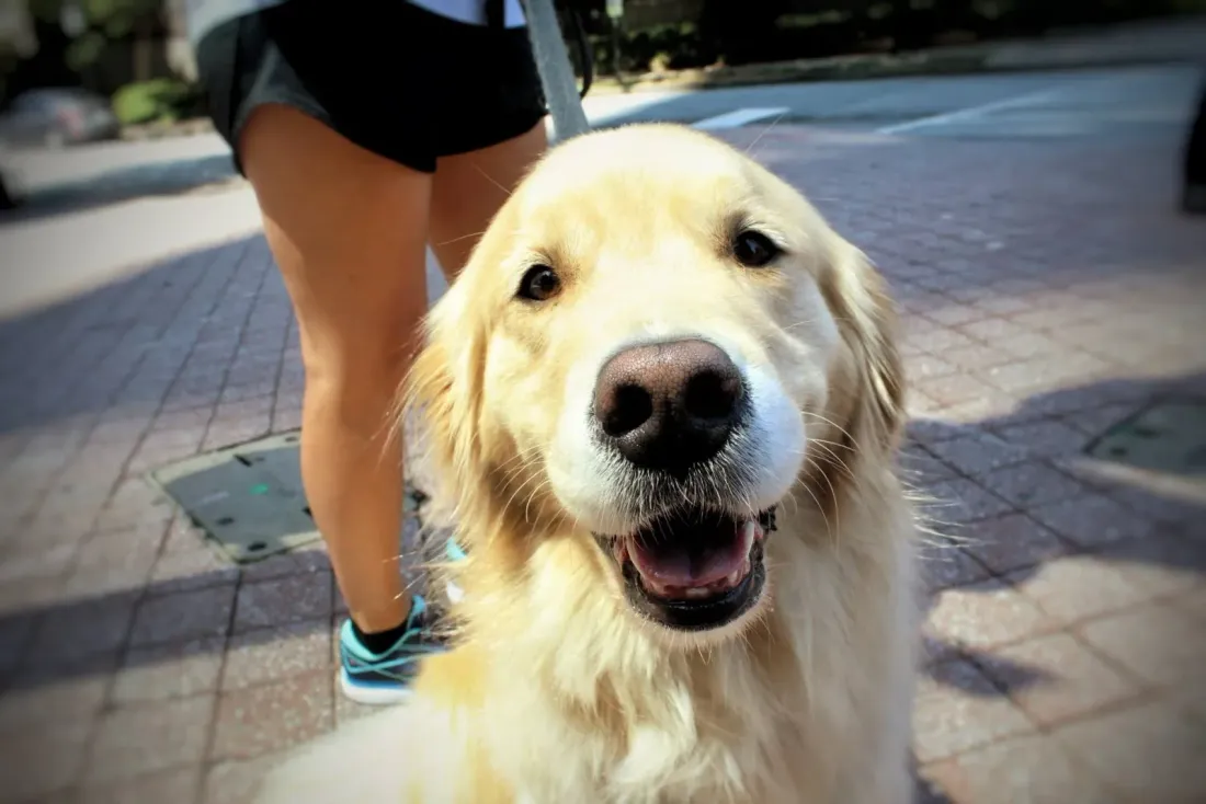 Smiling golden retriever on a walk