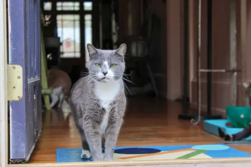 Gray and white cat at the front door