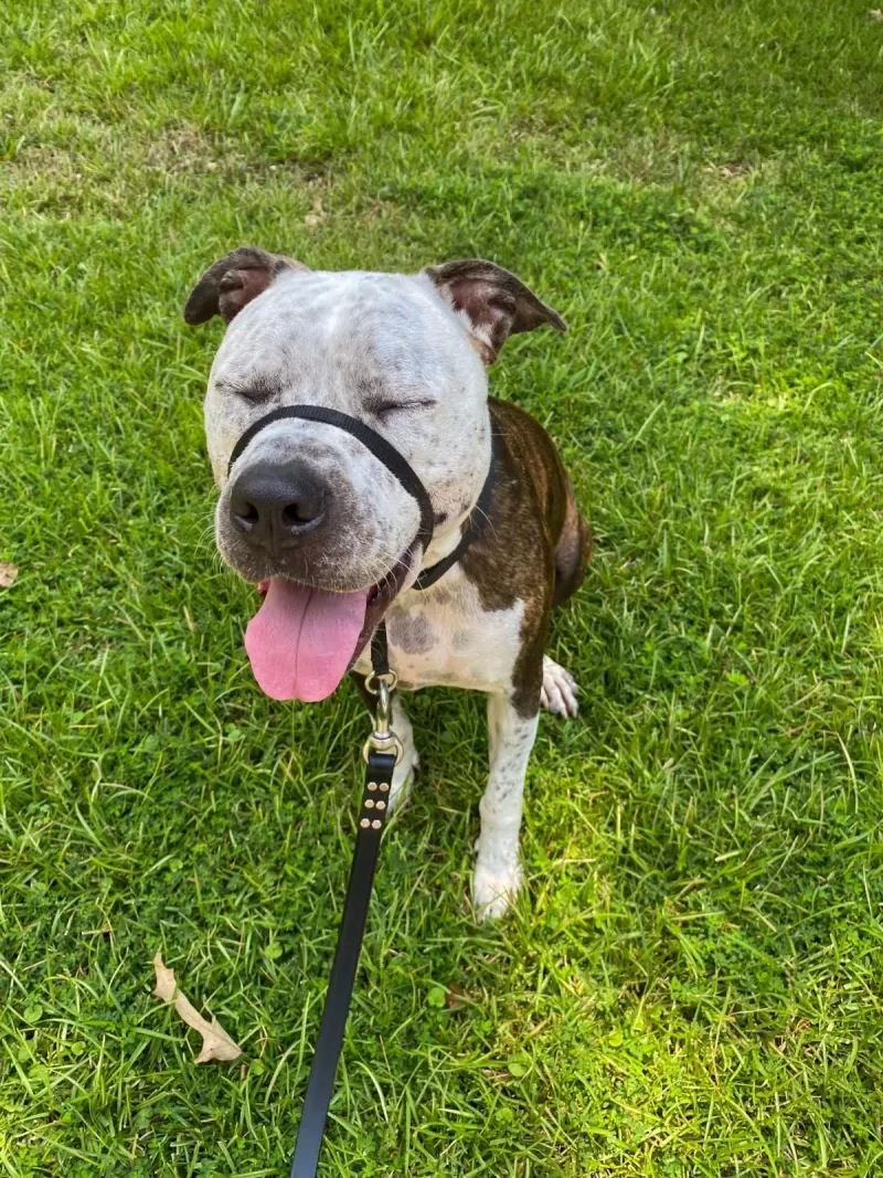 Happy pit bull on a walk in the grass