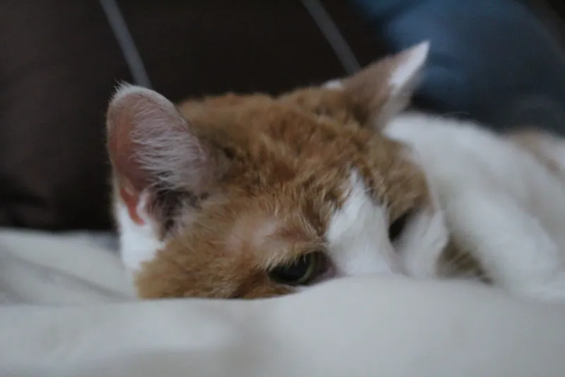 Orange and white cat snuggled down in a cozy white bed